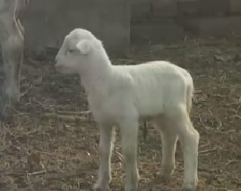 优质新品种集锦和移居海南的橙子