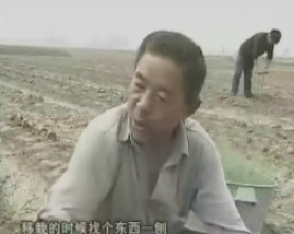 芦笋产量节节高和借腹生子降白蛾