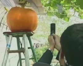 不一样的瓜果蔬菜和水果蔬菜保鲜