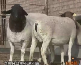 舍饲怀孕母羊的护理