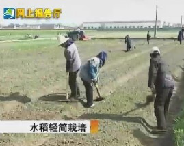 水稻轻简栽培和简易高效无土栽培技术