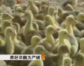 养好洋鹅为产绒
