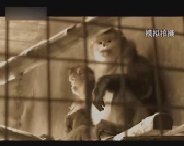 百科探秘-孤独的灰灰