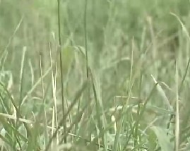 农业观光园-第五届长春农博会展区介绍（上）