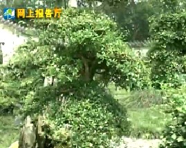 盆景的制作与养护