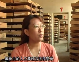 黄粉虫养殖好处多