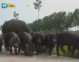 让猪慢慢长 压缩的秸秆更好烧