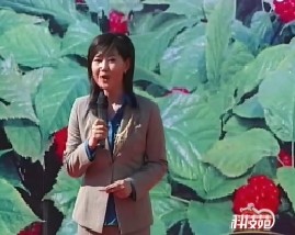 共话人参（下）