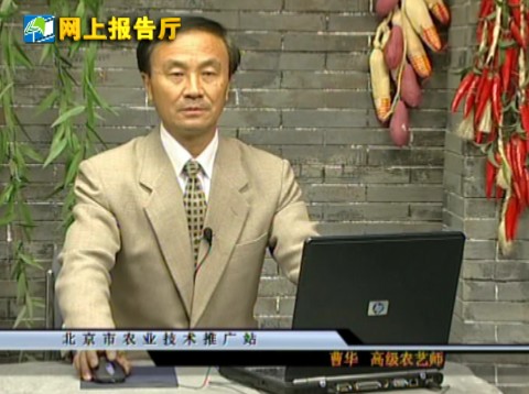 观赏型蔬菜系列讲座—叶菜、根茎篇（上）