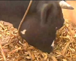 奶牛双轨饲养技术（五）