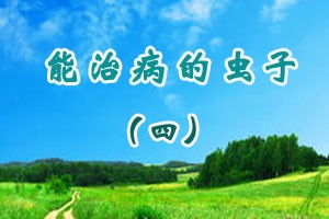 能治病的虫子（四）