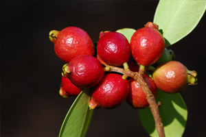 檀岛花事 夏威夷植物日记
