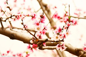 夏季果蔬当药用（四）