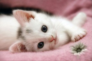 跟着动物学养生（上）