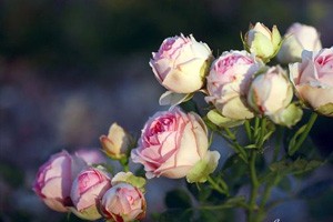 美丽花草藏隐患（上）