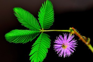 美丽花草藏隐患（下）