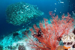 世界最美珊瑚 赤道正下方的印度尼西亚（上）
