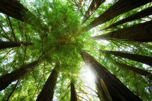 世界高大树木之乡 美国加州（下）