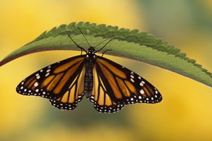 自然的魔力 无脊椎动物之美