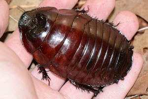 世界上体型最大的昆虫（上）