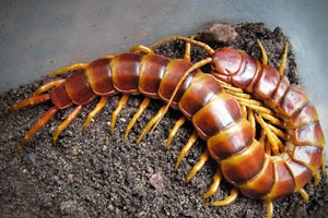 世界上体型最大的昆虫（中）