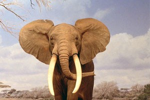 象人的诅咒（上）