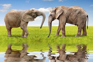 象人的诅咒（下）