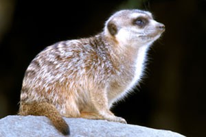 欧洲哺乳动物的秘密生活 我的鼬鼠邻居（上）