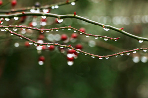 二十四节气雨水