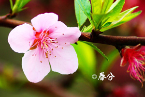 二十四节气春分