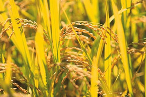 二十四节气芒种