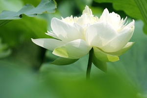 二十四节气大暑