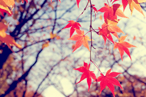 二十四节气秋分