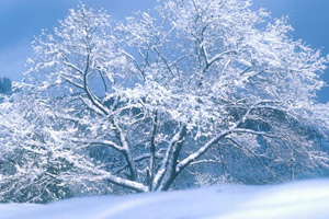 二十四节气大雪