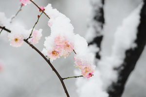 二十四节气大寒