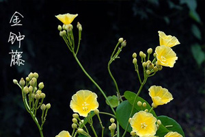 金钟藤身世之谜