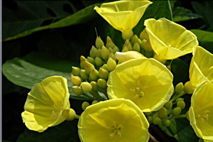 森林杀手金钟藤