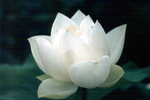 天山雪莲的生存之谜