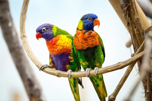 带你走进三个男人的动物世界