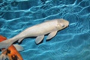 靠懒鱼翻身的90后小伙