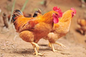 靠牧鸡赚钱的人