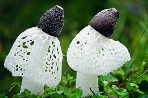 靠竹荪重头再来的财富