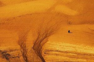 花草树木的画法