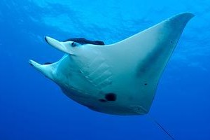 丰富海洋的象征：蝠鲼