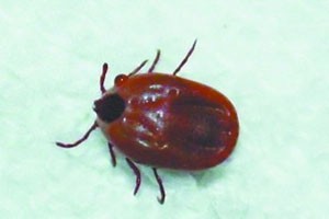 伤人的“草爬子”