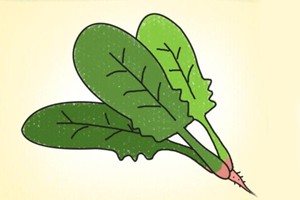 菠菜
