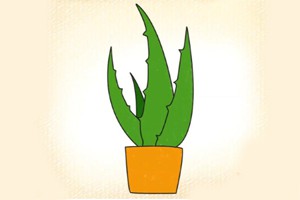 芦荟