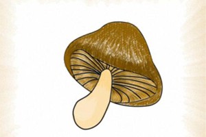蘑菇