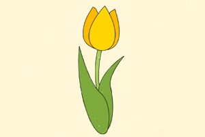 郁金香
