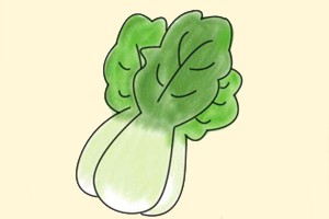 白菜